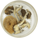 African Cubensis (Panaeolus africanus) | Shroom Delivery Canada