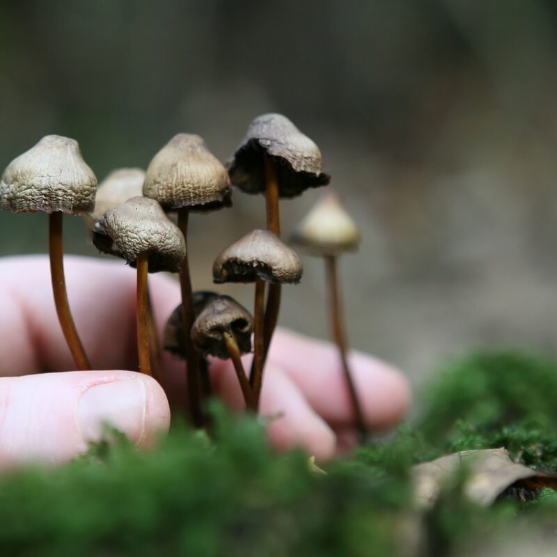 Guide to Magic Mushrooms | Shroom Delivery Canada