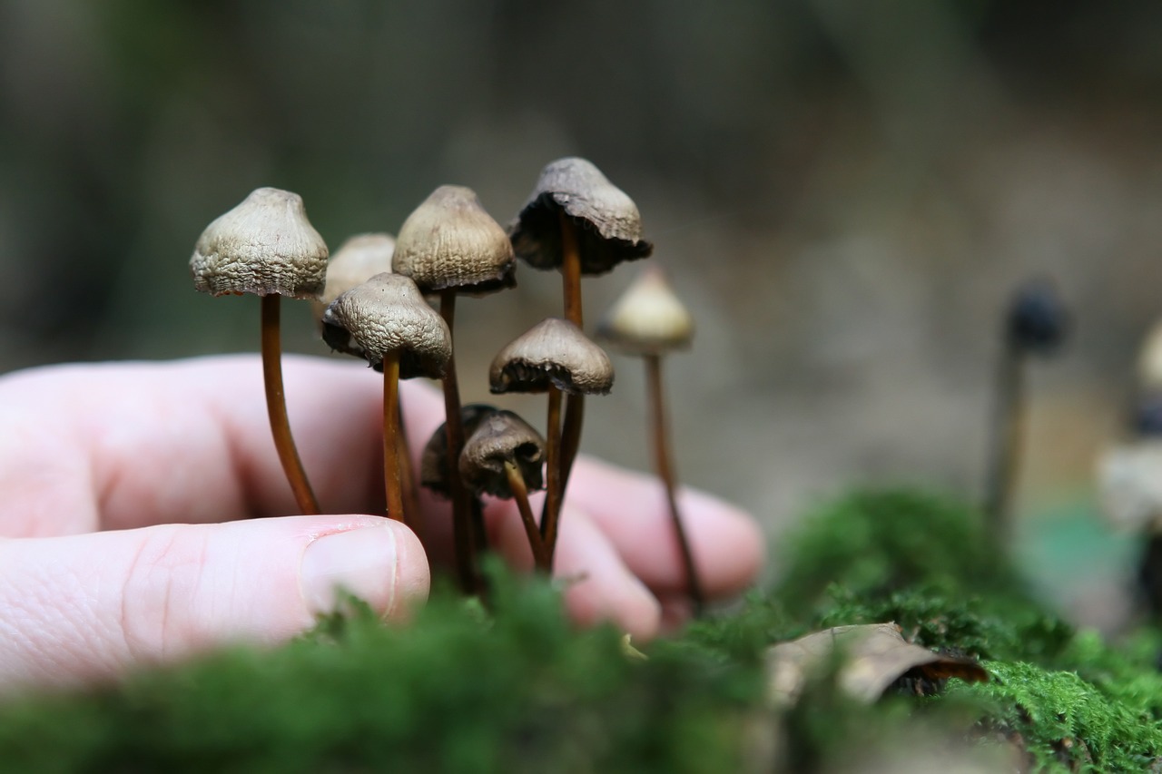 The Magic Mushroom Cultivation: An Exploration of Mycelium