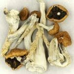 Creeper | Shroom Delivery Canada