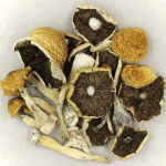 Penis Envy Cubensis | Shroom Delivery Canada