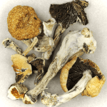 Thai Elephant | Shroom Delivery Canada