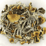 Daddy Long Legs | Shroom Delivery Canada
