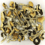 Puerto Rican | Shroom Delivery Canada