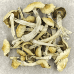 Blue Magnolia Rust | Shroom Delivery Canada