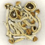 Texas Yellow Cap | Shroom Delivery Canada