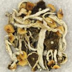 Cuban | Shroom Delivery Canada