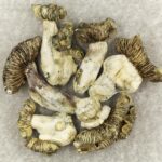 White Burma | Shroom Delivery Canada