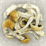 Chitwan Nepal | Shroom Delivery Canada