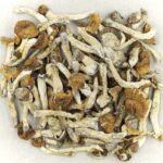 Florida White | Shroom Delivery Canada
