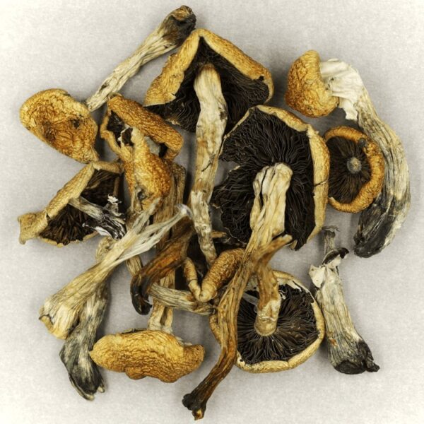 Malabar | Shroom Delivery Canada