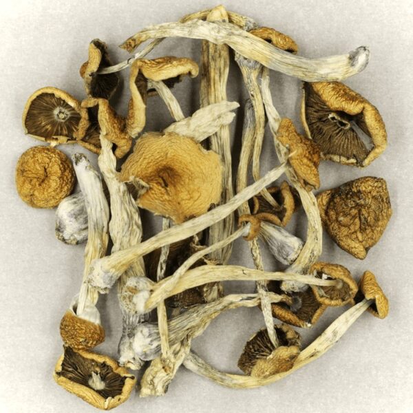 Mazatapec | Shroom Delivery Canada