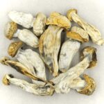 Melmac | Shroom Delivery Canada