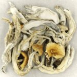 Treasure Coast | Shroom Delivery Canada