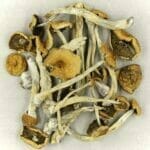 Mexicana | Shroom Delivery Canada