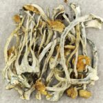 Amazonian Cubensis | Shroom Delivery Canada