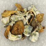 King Kong | Shroom Delivery Canada