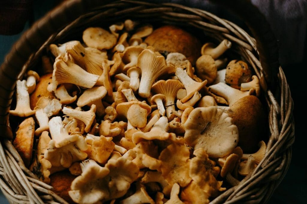How to Store Shrooms Properly Buy shrooms online Shroom Delivery Canada