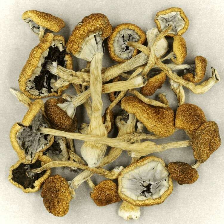 Affordable Mush Cambodian Mush Cambodian at Shroom Delivery Canada