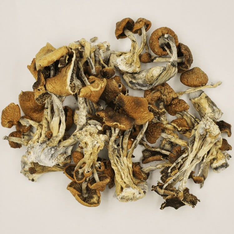 A New Trend In Wellness Is Psilocybe Cubensis And Microdosing Psilocybe Cubensis at Shroom Delivery Canada