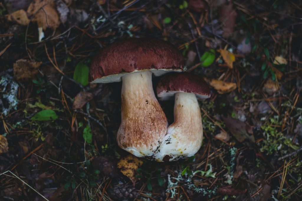 Looking for High-Quality Magic Mushrooms? Choose Shroom Delivery Canada Amazonian Cubensis at Shroom Delivery Canada