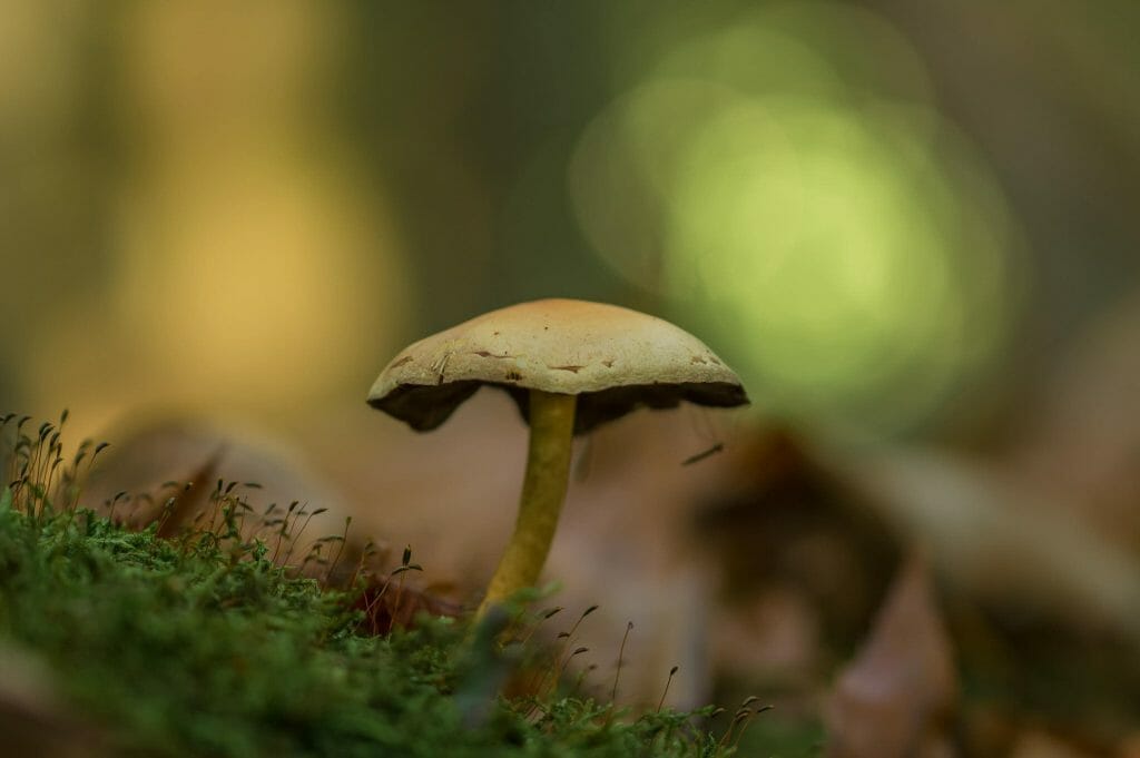 Sourcing High-Quality Magic Mushrooms psilocybe cubensis at Shroom Delivery Canada