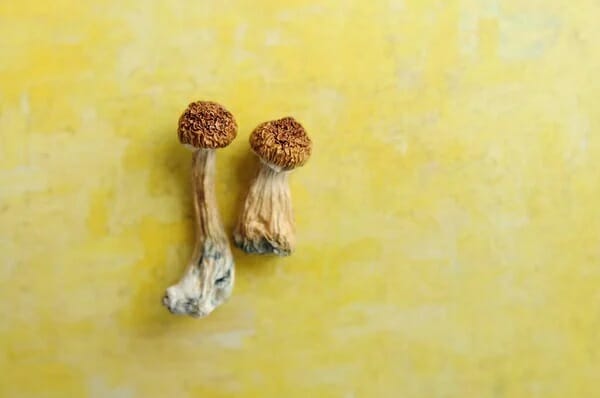 Lemon Tek at Zoomies Canada | Shroom Delivery Canada