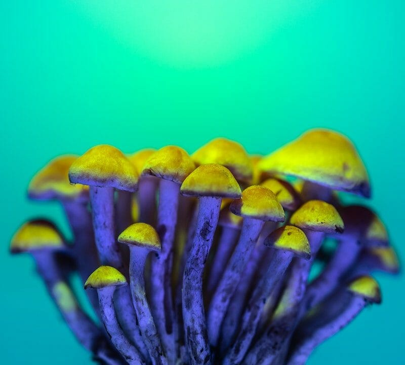 LSD Edibles | Shroom Delivery Canada