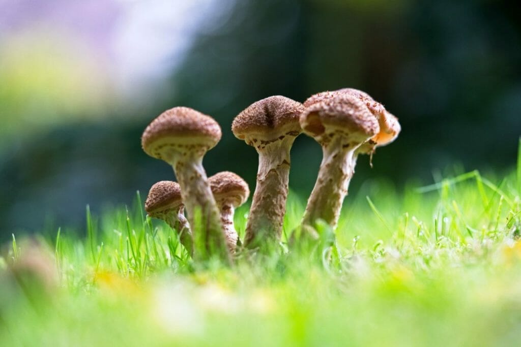The Appeal of a Mushroom Dispensary Mushroom Dispensary