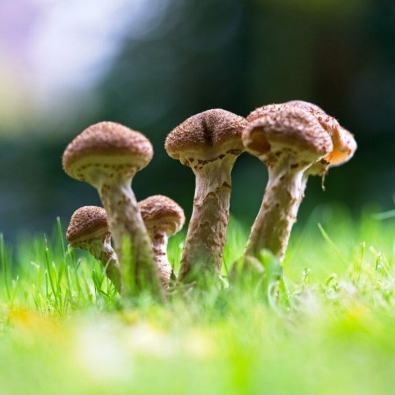 Mushroom Dispensary | Shroom Delivery Canada