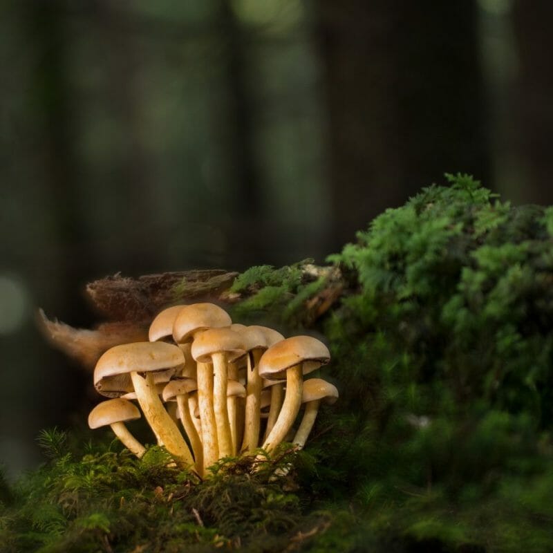 Strongest Mushroom Strains | Shroom Delivery Canada