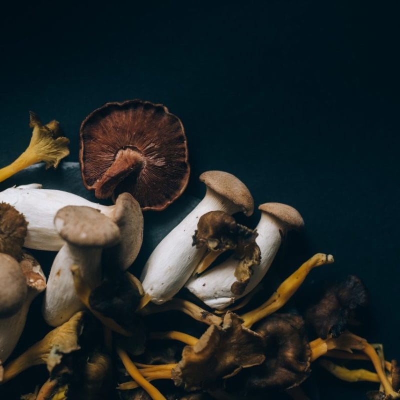 Dried Shrooms | Shroom Delivery Canada