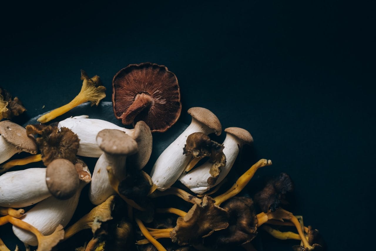 Studies Indicate That Dehydrated Psychedelic Mushrooms Trigger a ‘Lucid Dreaming’ Experience
