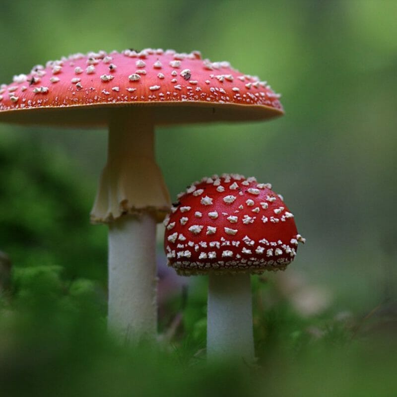 Magic Mushrooms Canada | Shroom Delivery Canada