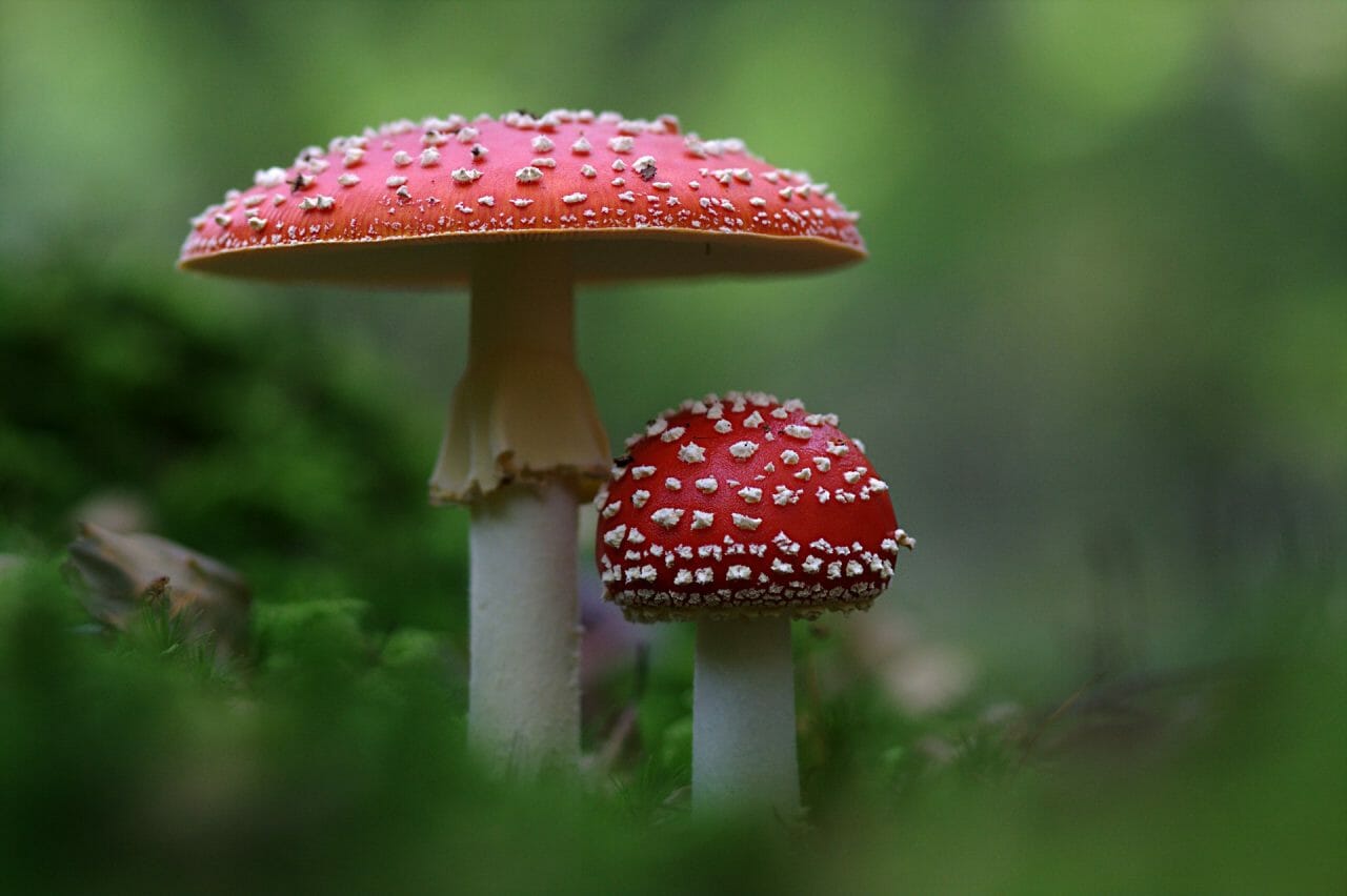 The Ascendancy of Magic Mushrooms in Canada: Premier Shrooms You Must Try