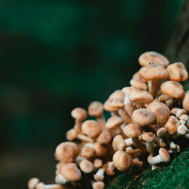 Mushroom Dispensary - Zoomies | Shroom Delivery Canada
