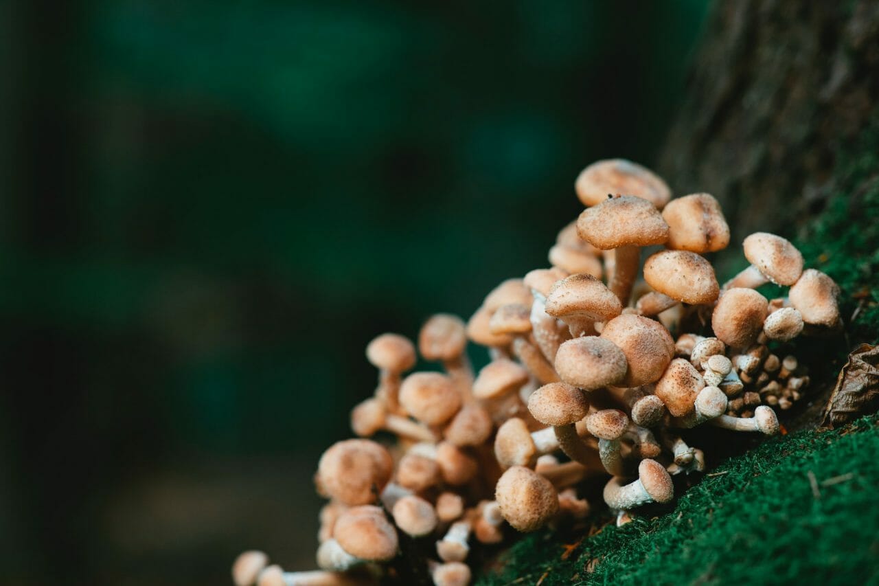 The Role of Mushroom Dispensary in Addressing Depression