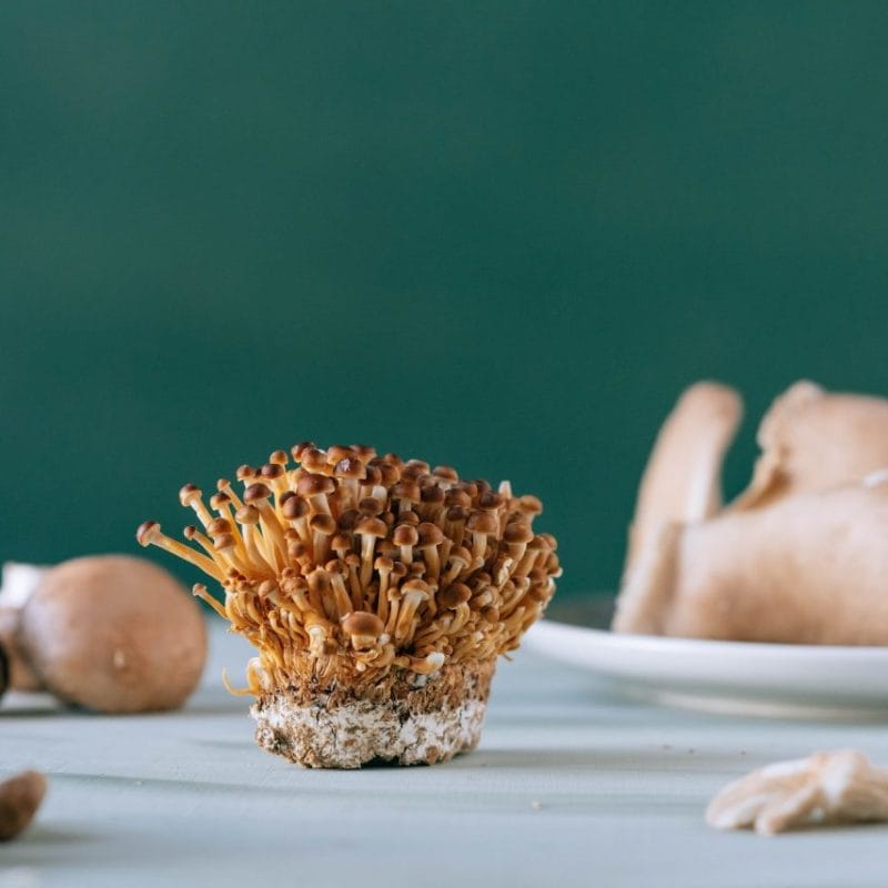 Buy Magic Mushroom | Shroom Delivery Canada