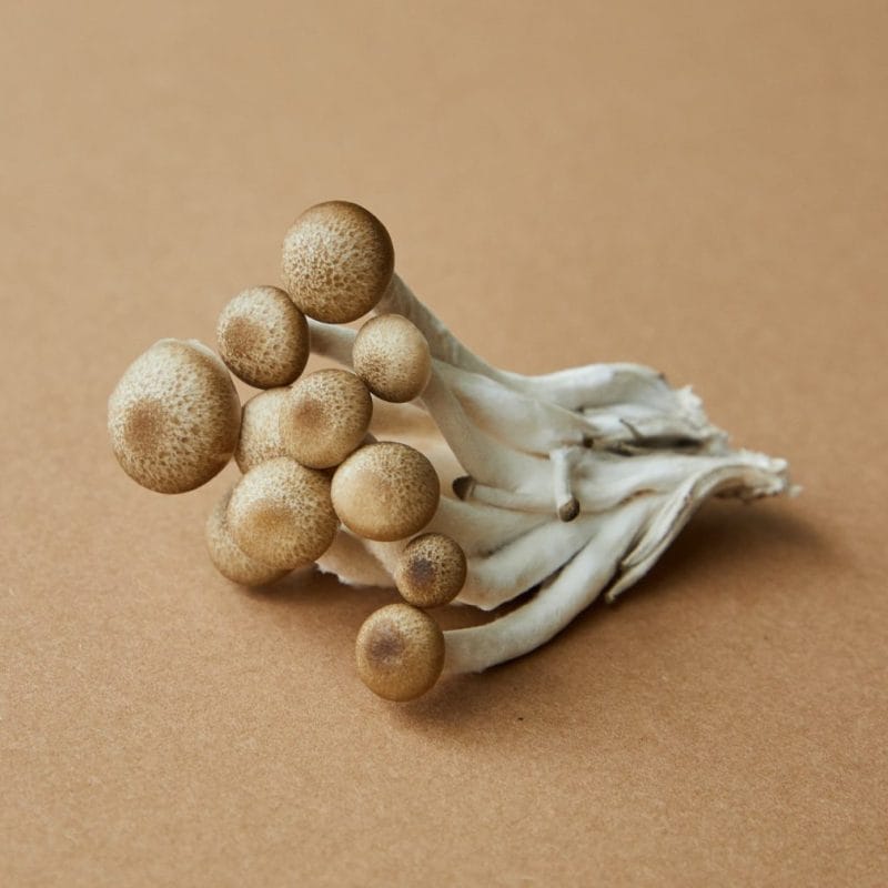 strongest mushroom strain | Shroom Delivery Canada