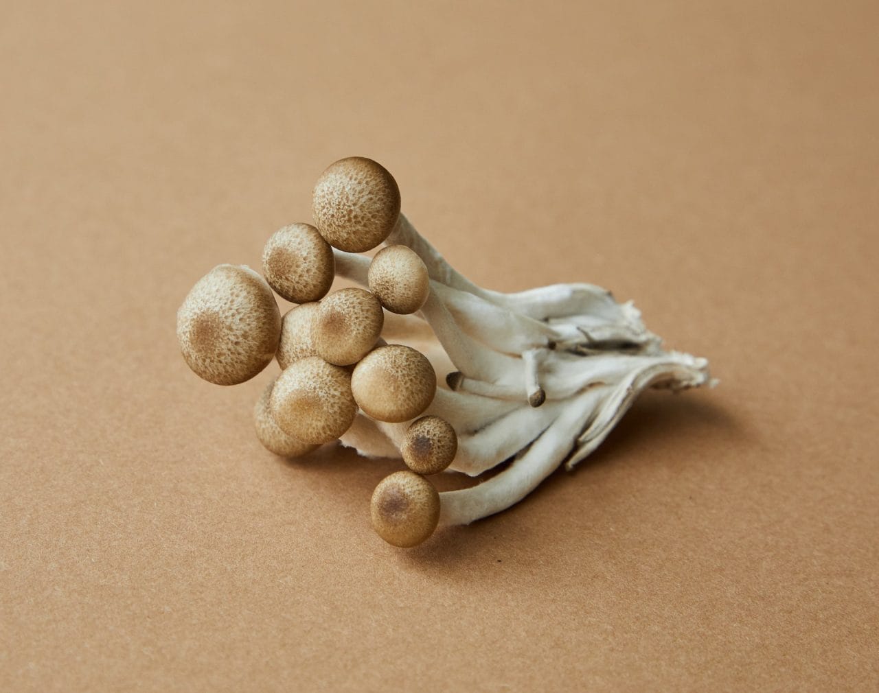 Diving Deep into ‘Penis Envy’: An In-depth Analysis of the Most Potent Mushroom Strain