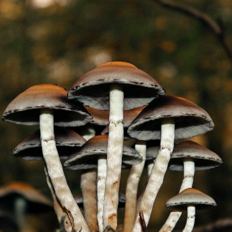 Microdose Mushrooms | Shroom Delivery Canada