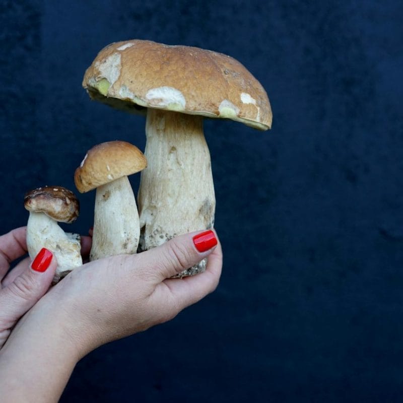 Shrooms Online | Shroom Delivery Canada
