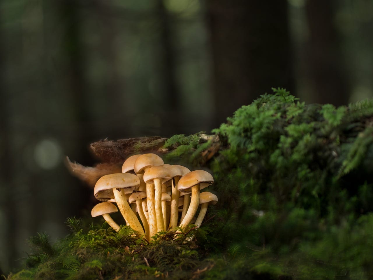 Purchase Mushrooms Online and Explore the Most Delectable Mushroom Varieties