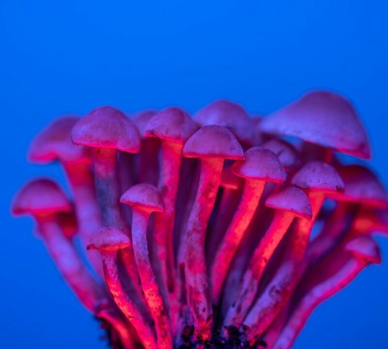 Shrooms Delivery in Canada | Shroom Delivery Canada