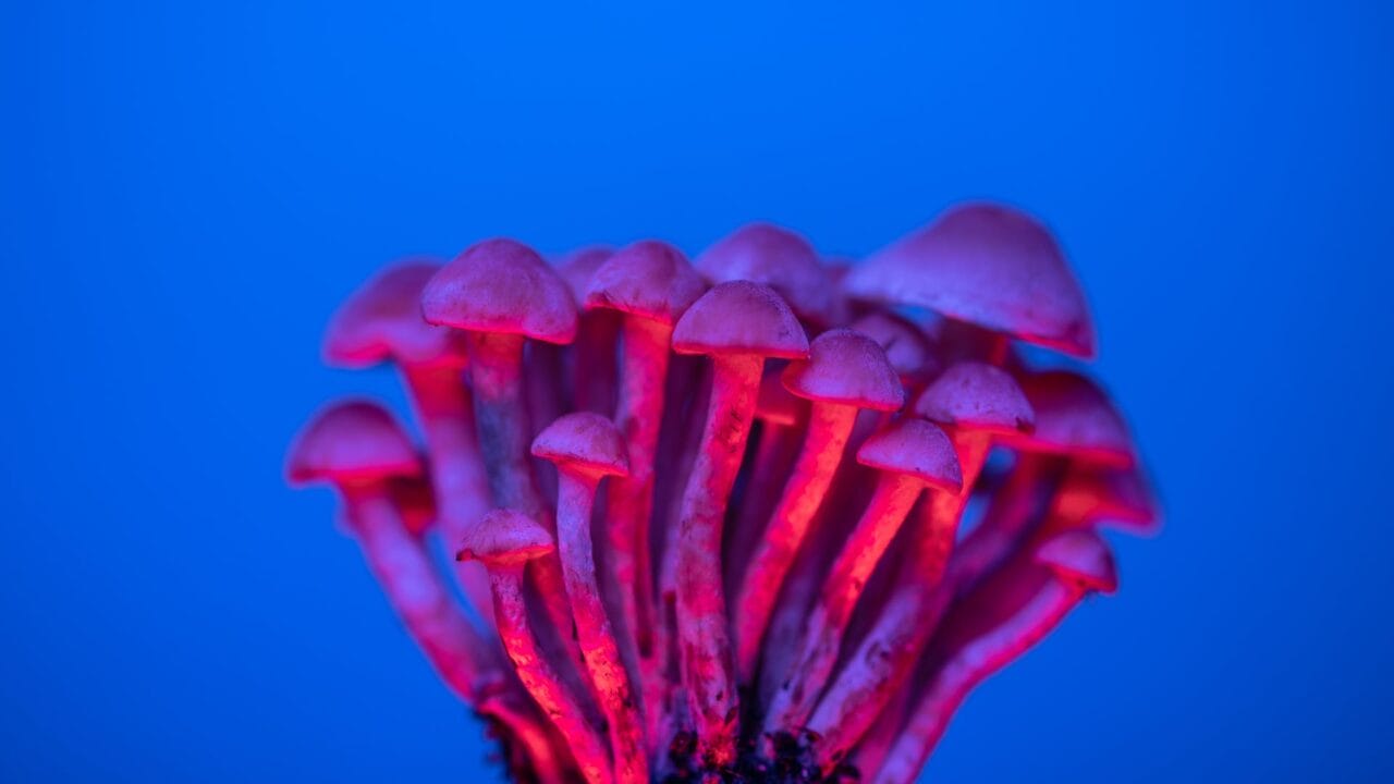 Delivering Shrooms for Boosting Cognitive Abilities: A Deep Dive into the Advantages of Nootropics
