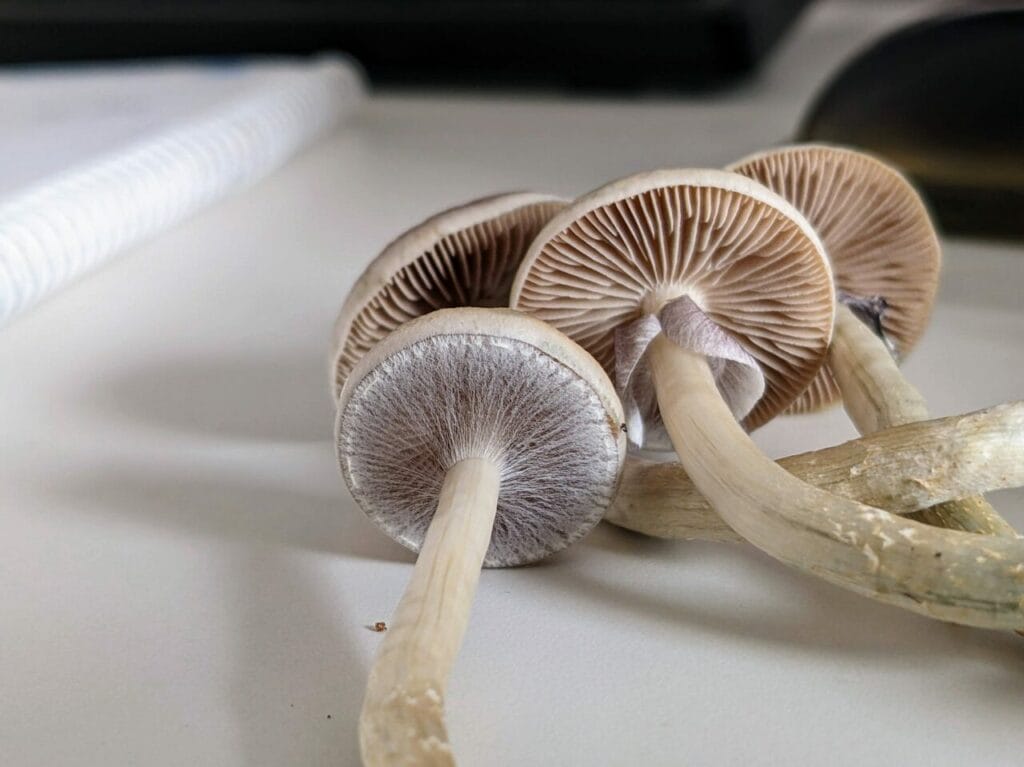 Magic Mushrooms at Shroom Delivery Canada