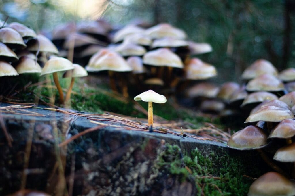 Shroom Delivery at Shroom Delivery Canada