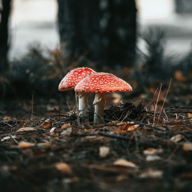 Shroom online delivery at Zoomies Canada | Shroom Delivery Canada