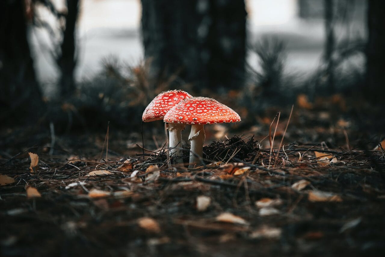 The Revolution of Psilocybin: Its Production, Studies, and Future Prospects