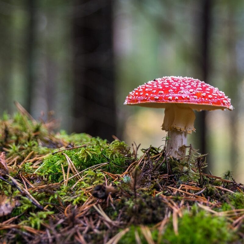 Shrooms Online in Canada | Shroom Delivery Canada